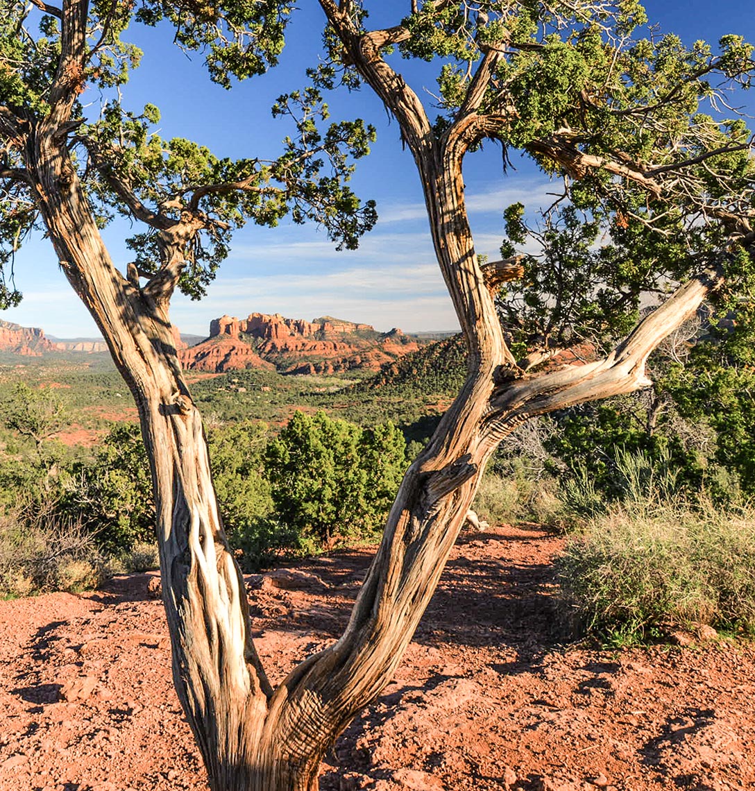 Cathedral-Rock-in-Distance-Sedona_web