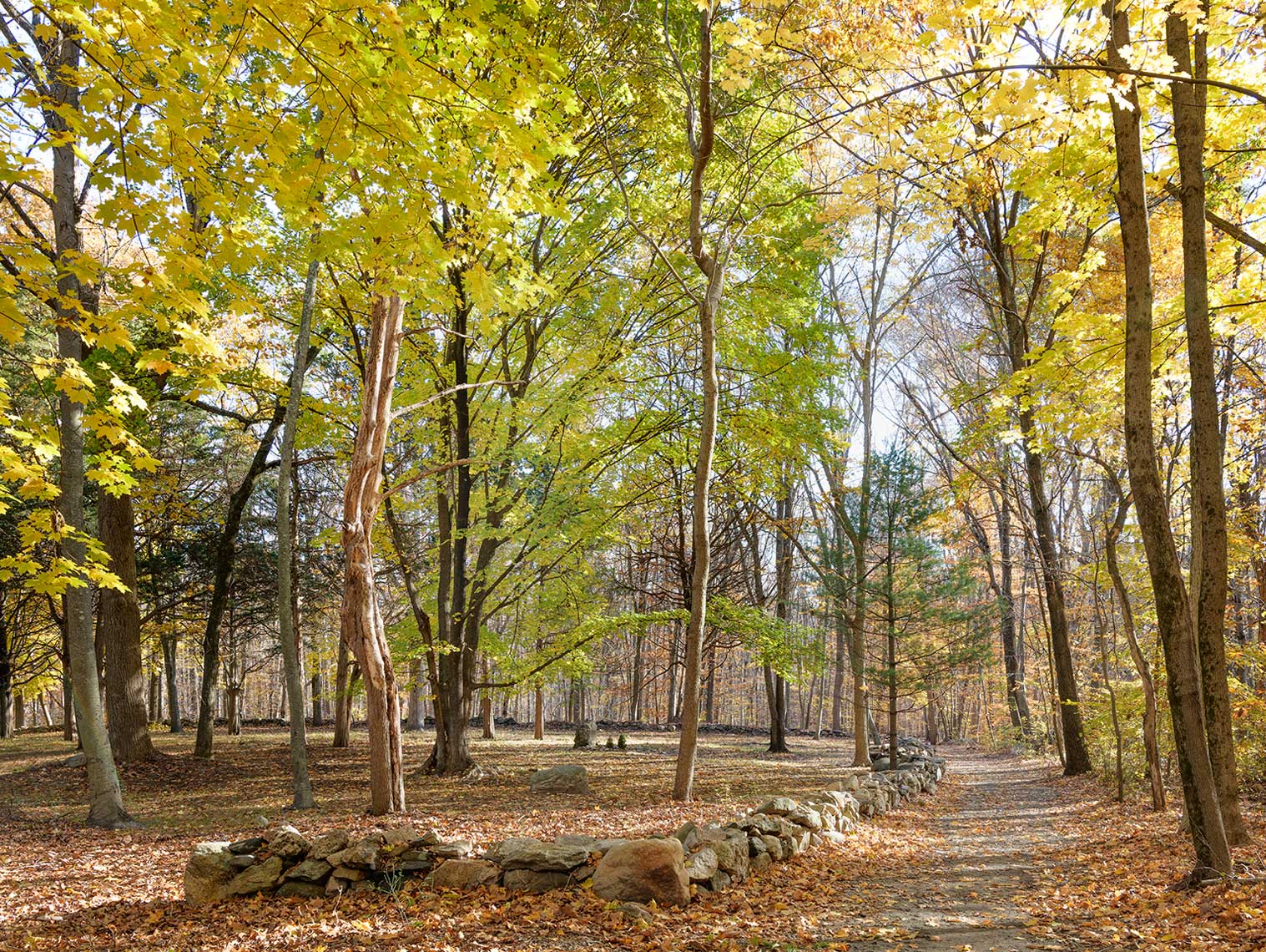 Pathway-Through-the-Fall-Foliage
