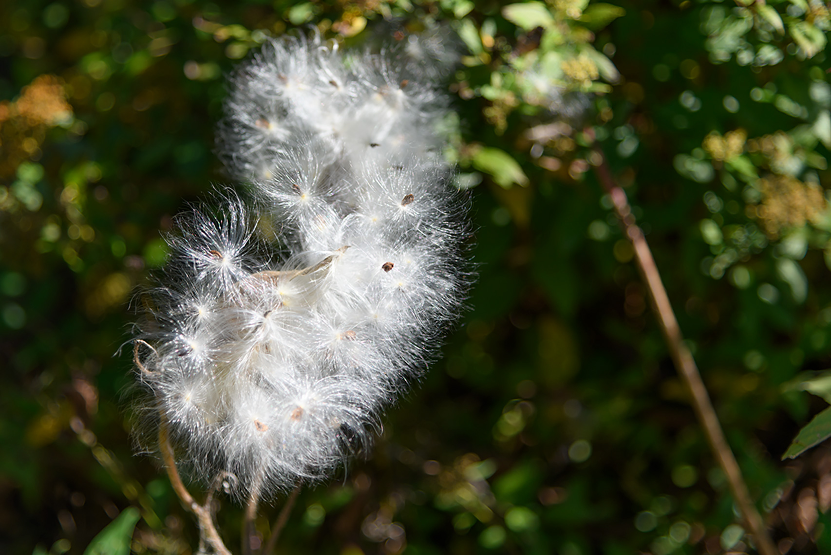 Pussy-Willow-in-Bloom_web